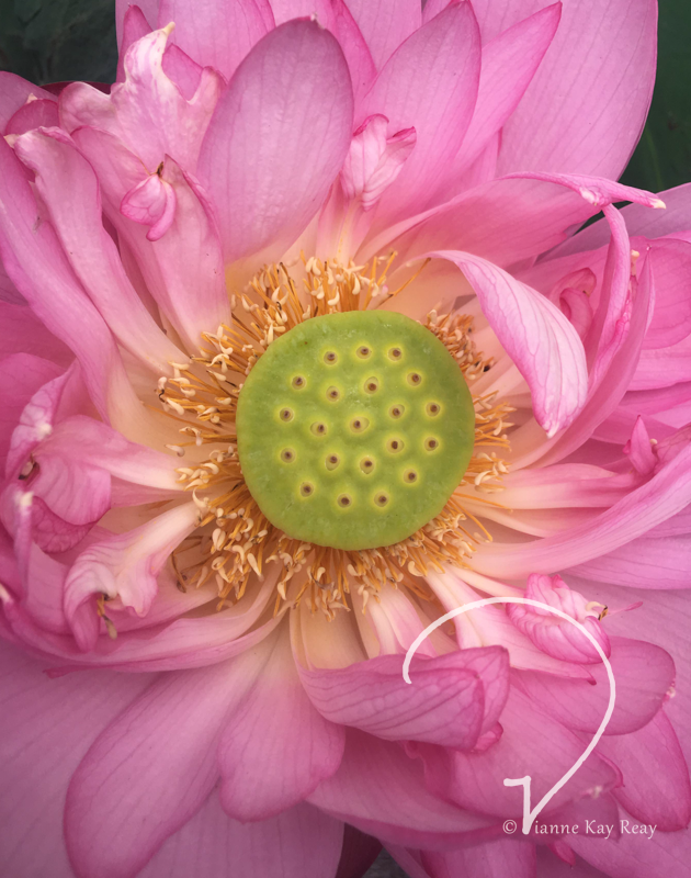 Macau Lotus Blossom